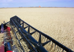 Combining Canary Seed
